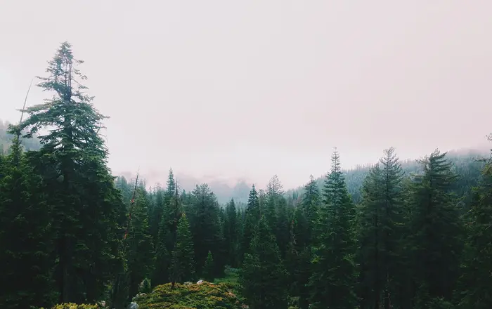 Fog descending on a pine forest (Unsplash)