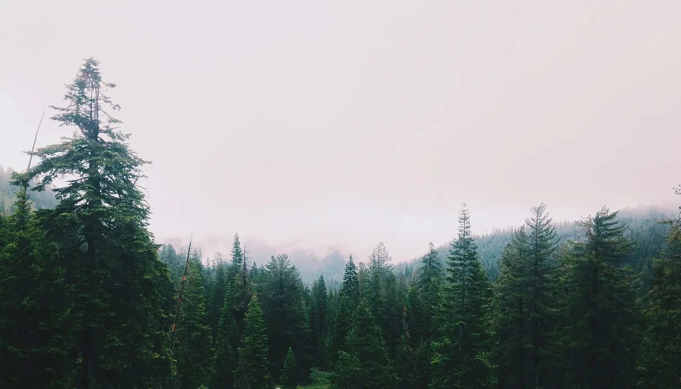 Fog descending on a pine forest (Unsplash)