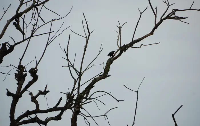 A crow sits on a bare branch against a gray sky.