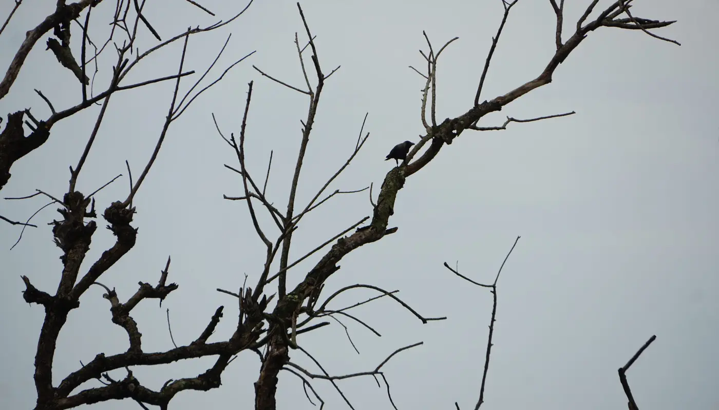 A crow sits on a bare branch against a gray sky.