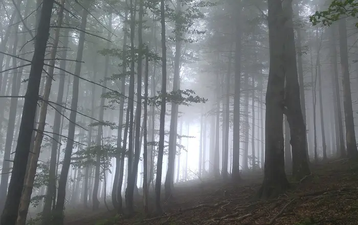 Mystical forest in fog (51900736587)