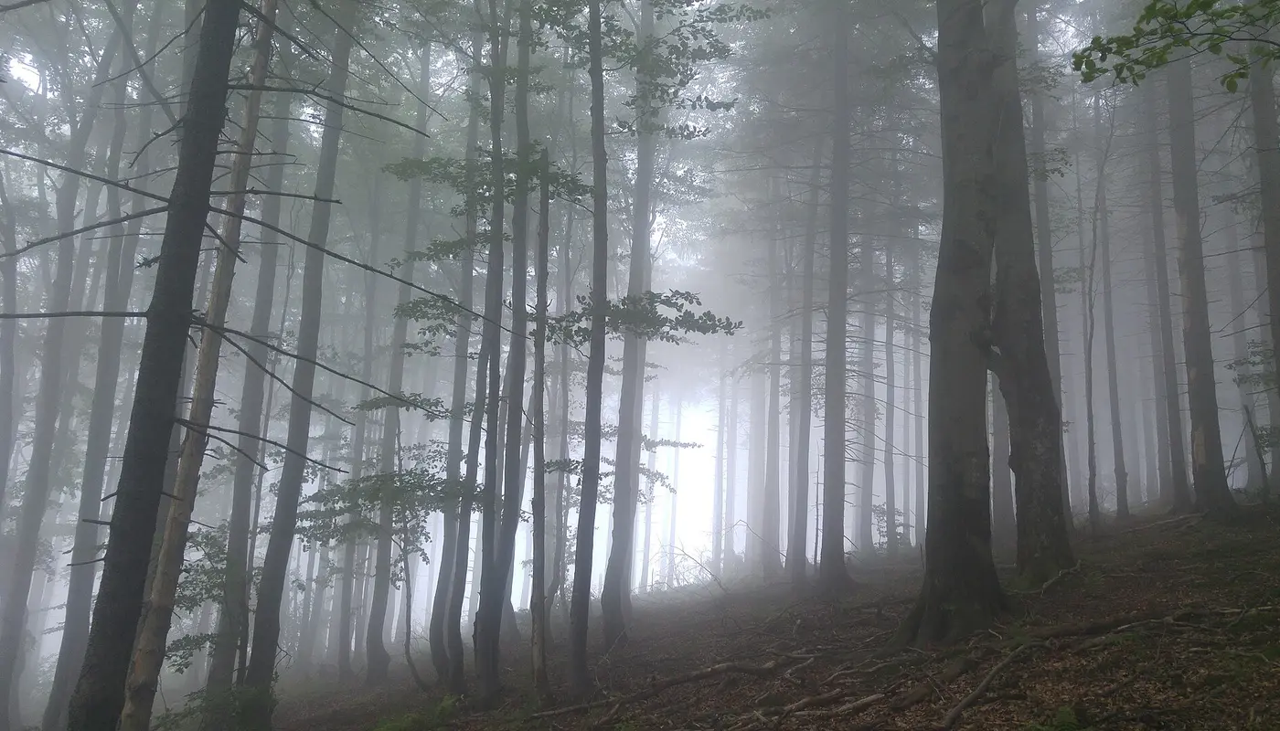 Mystical forest in fog (51900736587)